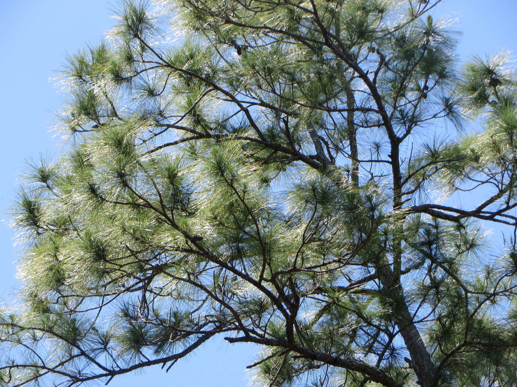 Image of Pinus caribaea var. bahamensis (Griseb.) W. H. Barrett & Golfari