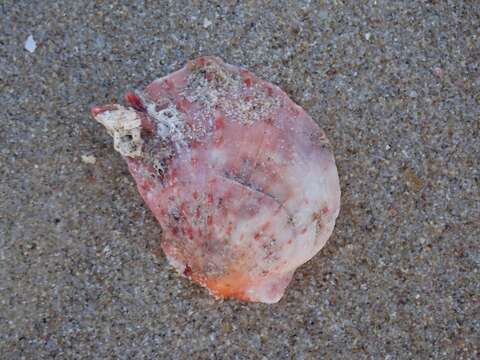 Image of scarlet thorny oyster