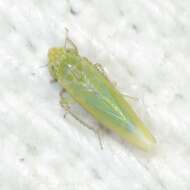 Image of Leafhopper