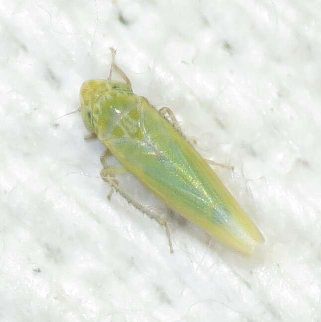 Image of Leafhopper