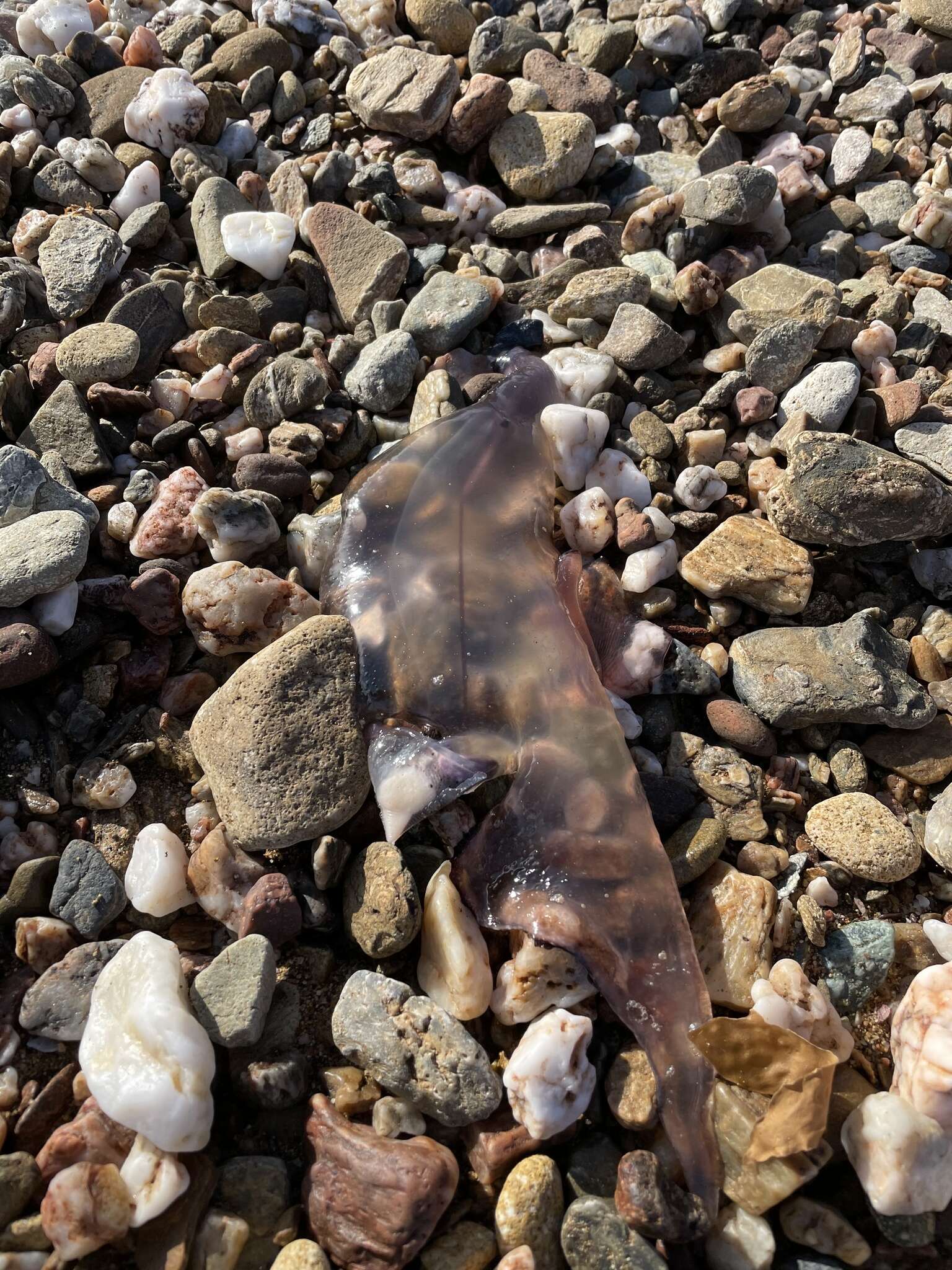 Image of Floating sea snail