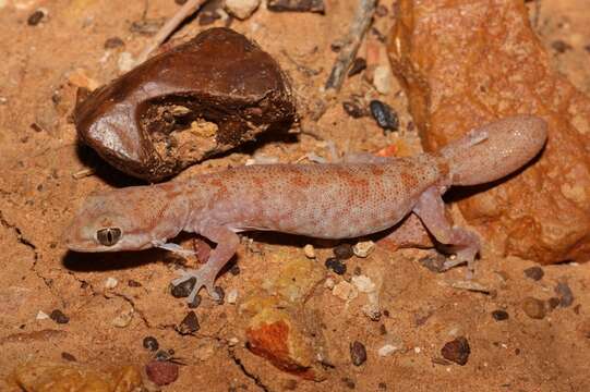 Image of Tesselated Gecko