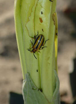 Image of Three-lined Potato Beetle