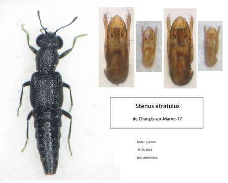 Stenus (Stenus) atratulus Erichson 1839 resmi