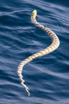 Image of Ornate Reef Sea Snake