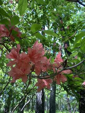 Image of Rhododendron kaempferi Planch.