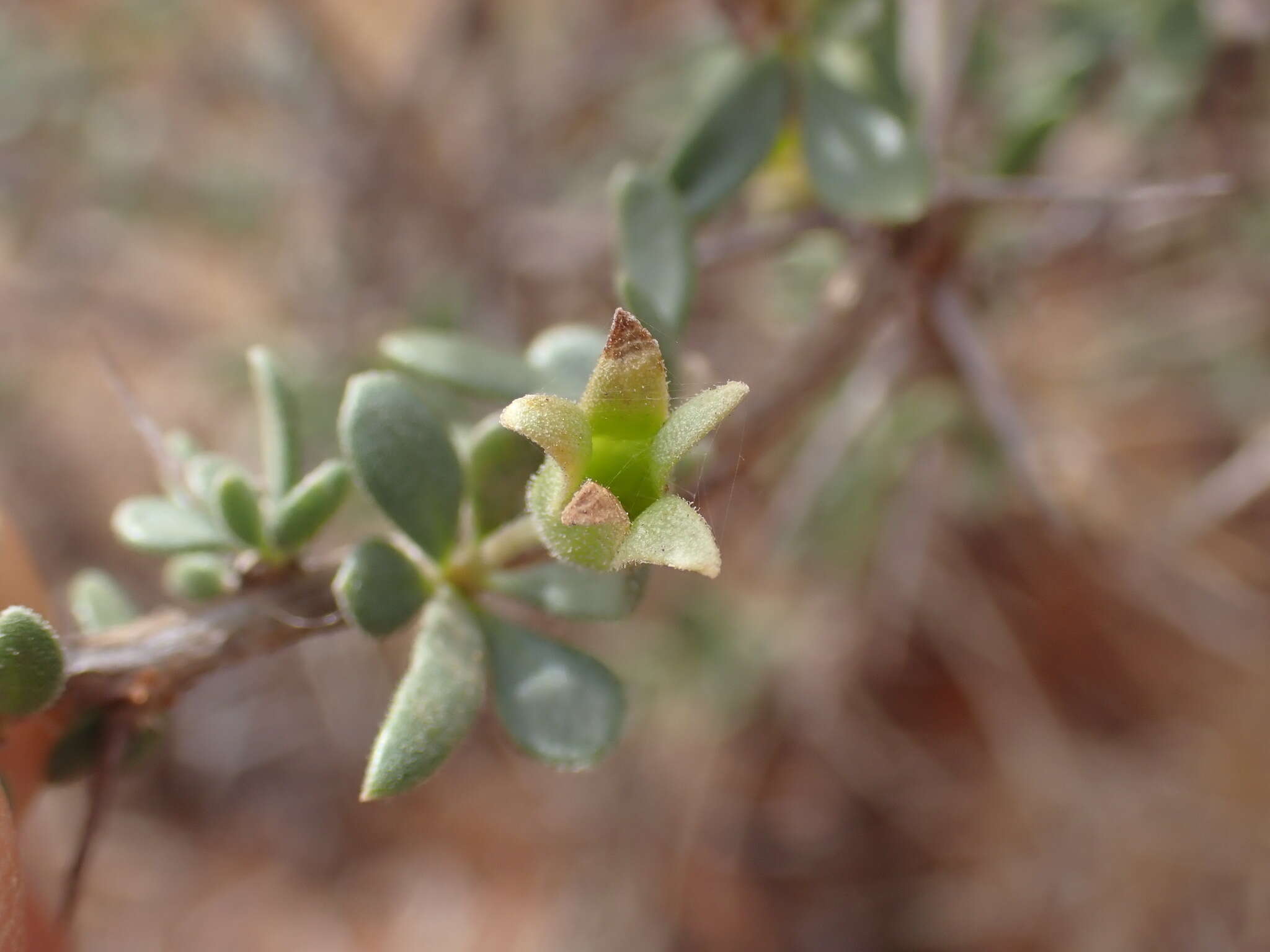 Image of Lycium hirsutum Dun.