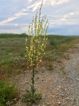 Image of Verbascum graecum Heldr. & Sart. ex Boiss.