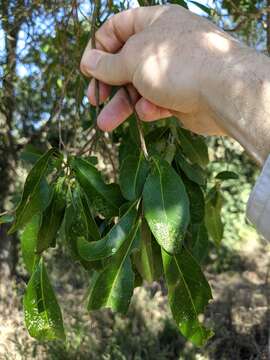 Image of Elaeocarpus obovatus G. Don