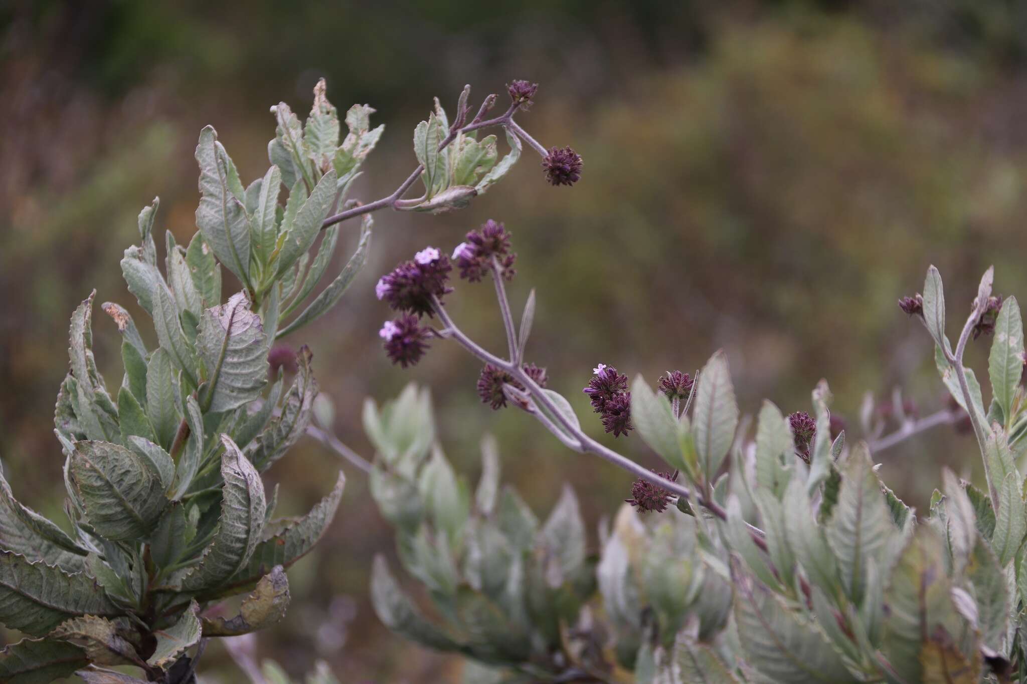 Sivun Eriodictyon traskiae subsp. traskiae kuva