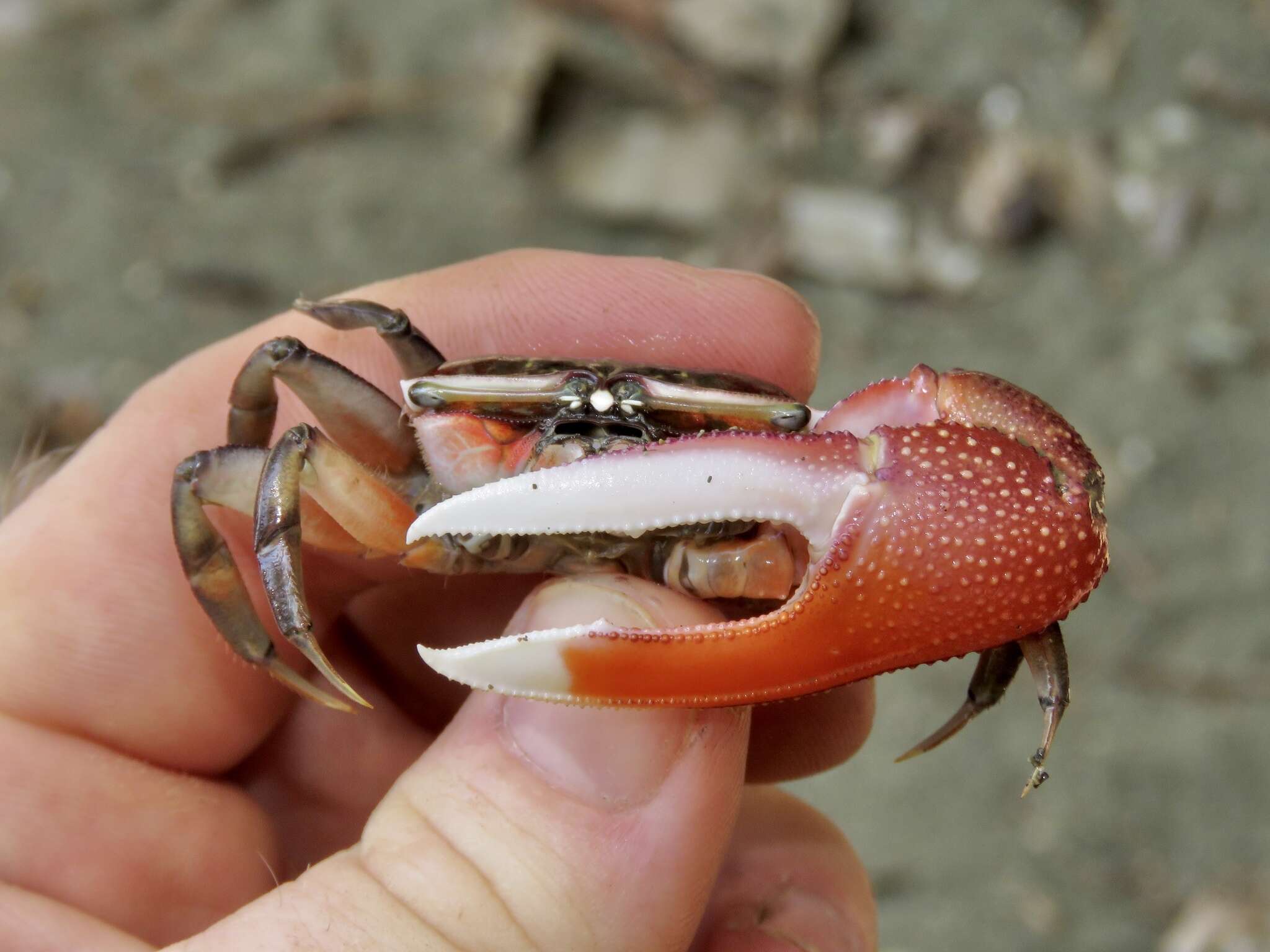 Image of American red fiddler