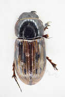 Image of Chilothorax melanostictus (Schmidt 1840)