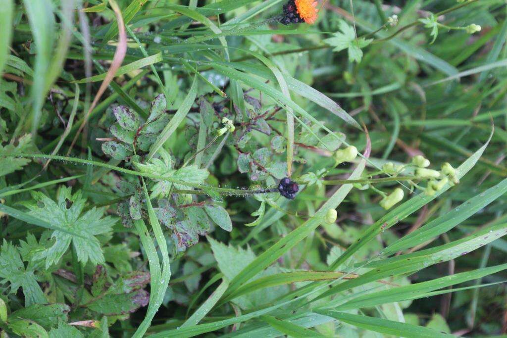 Image of Aconitum umbrosum (Korsh.) Kom.