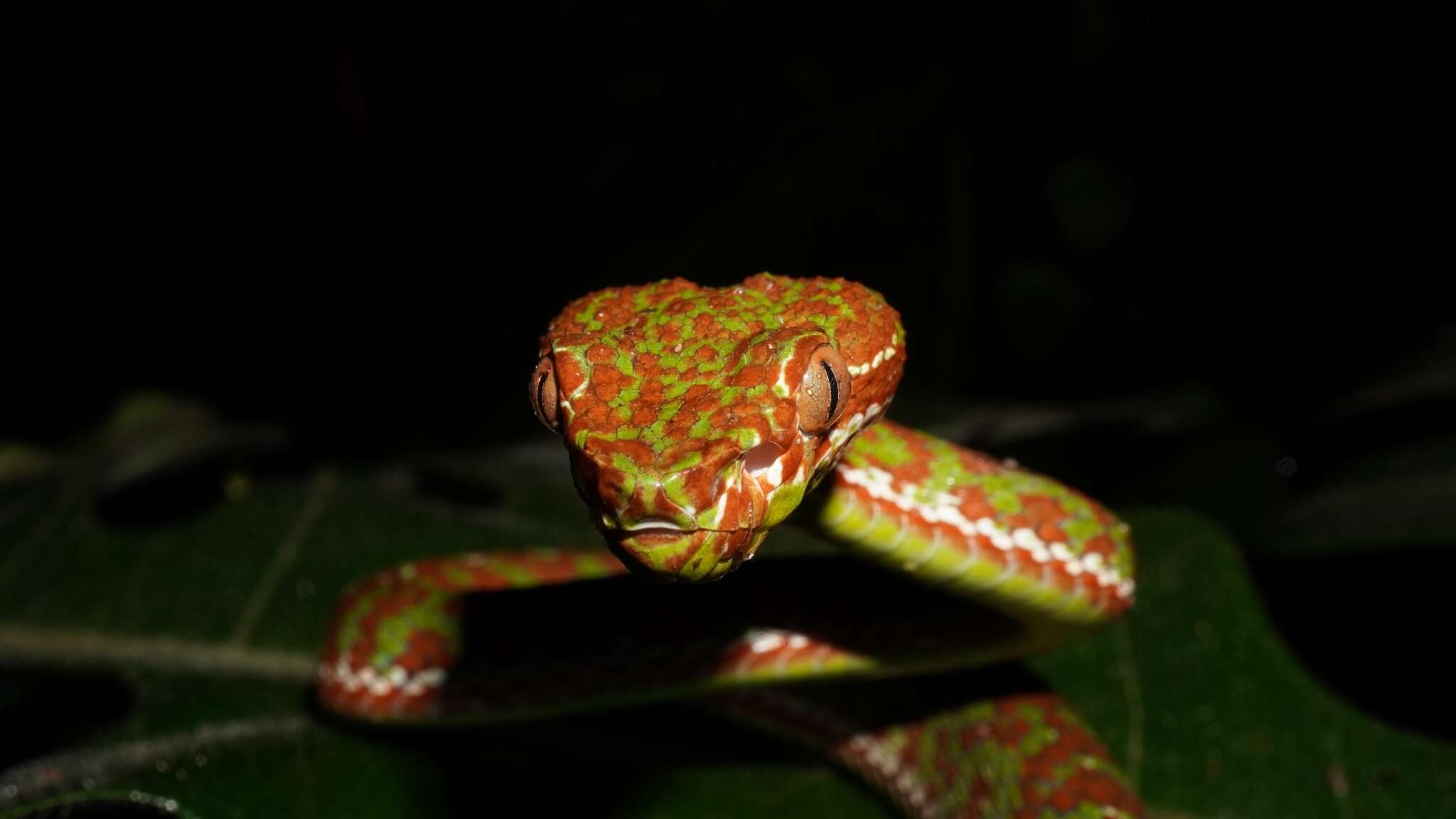 Image of Trimeresurus phuketensis Sumontha, Kunya, Pauwels, Nitikul & Punnadee 2011