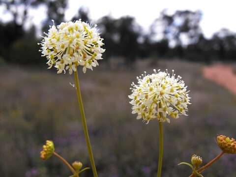 Trachymene ochracea L. A. S. Johnson的圖片