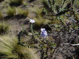 Image of Junellia juniperina (Lag.) Moldenke