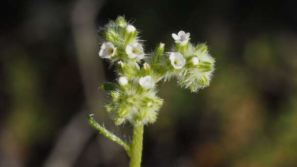 Plancia ëd Cryptantha decipiens (M. E. Jones) Heller