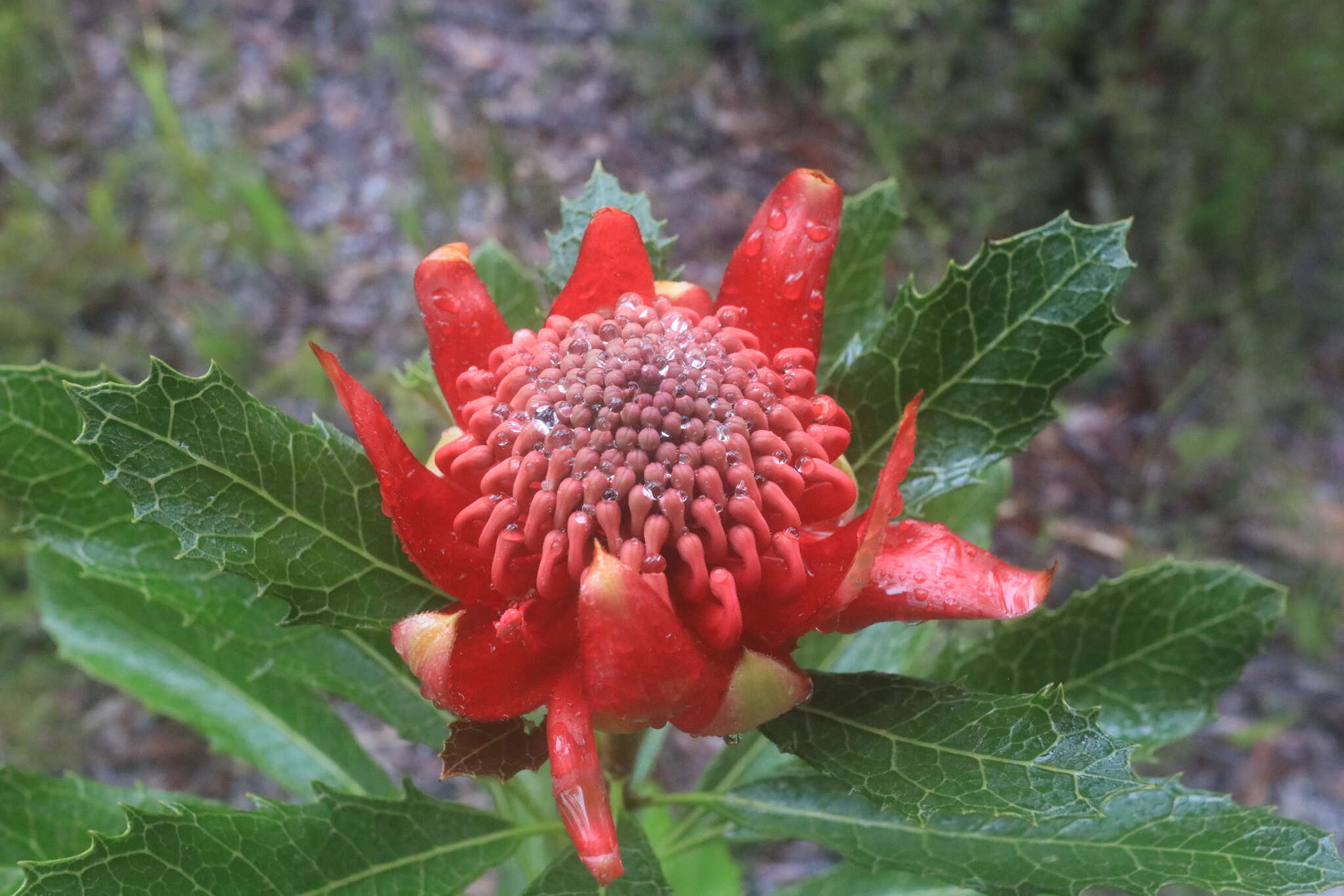 Image of Telopea aspera M. D. Crisp & P. H. Weston