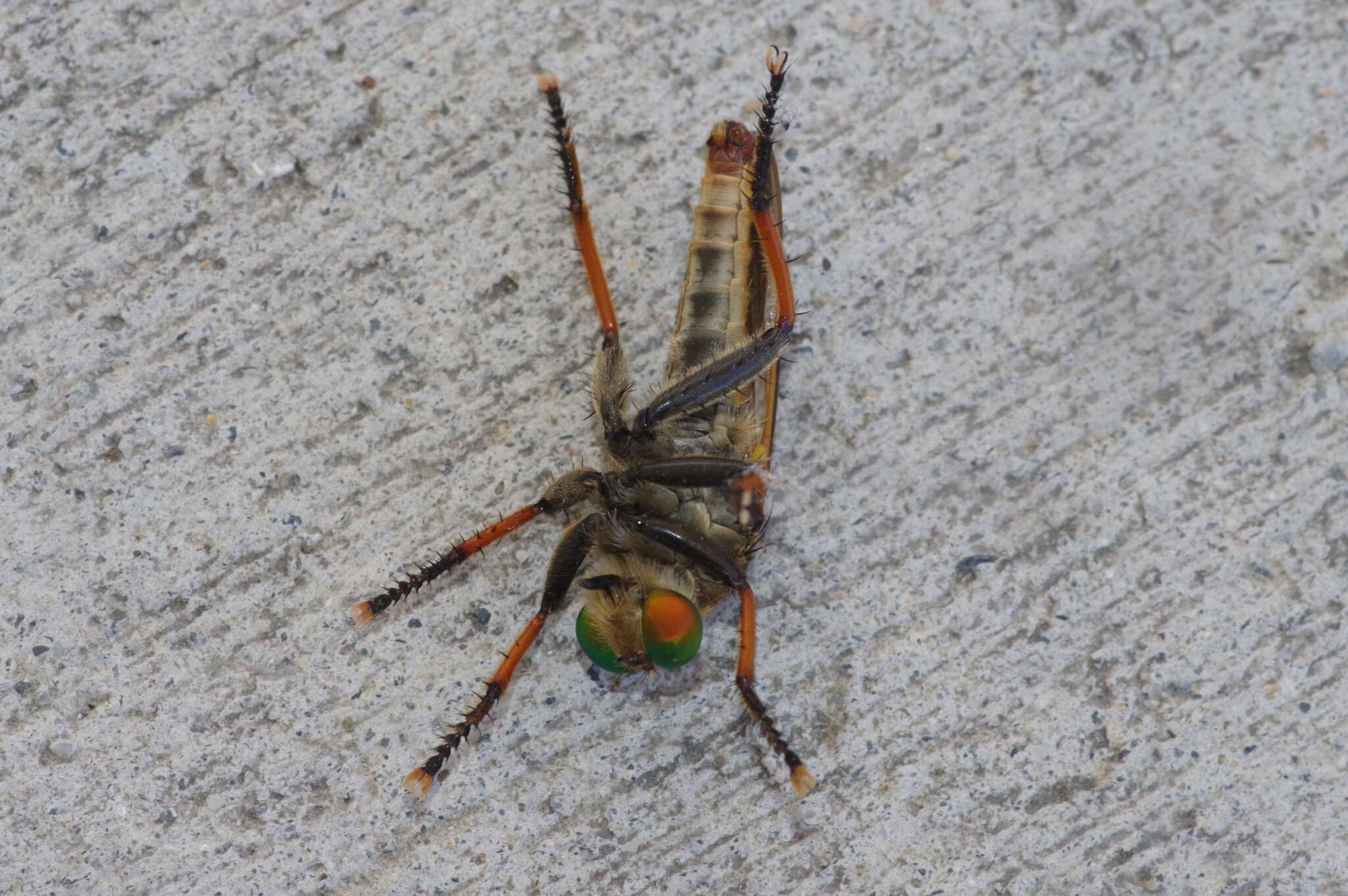 Image de Cophinopoda chinensis (Fabricius 1794)