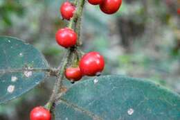 Слика од Ilex pubescens Hook. & Arn.