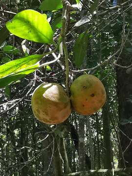 Image of Tabernaemontana macrocarpa Jack