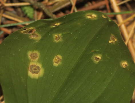 Image of Endoraecium phyllodiorum (Berk. & Broome) Berndt 2011