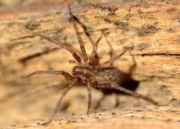 Image of Barn Funnel Weaver