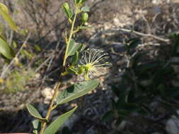 Image de Maerua humbertii Hadj-Moust.