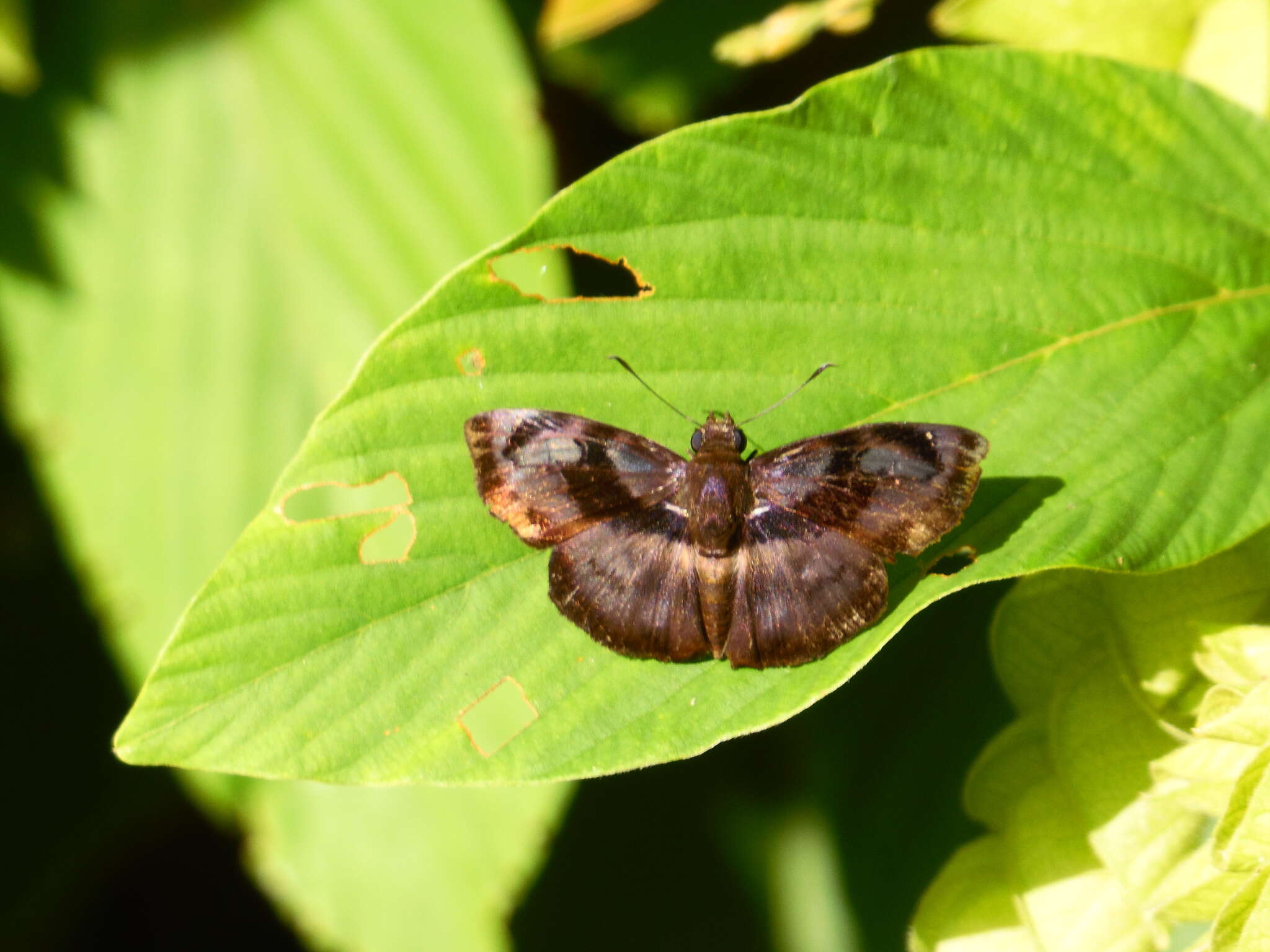 Image of <i>Zera <i>tetrastigma</i></i> tetrastigma