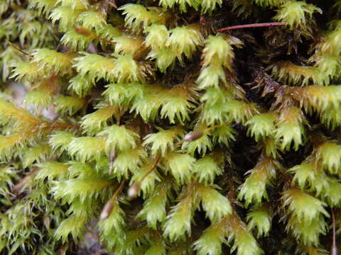 Image of racomitrium moss