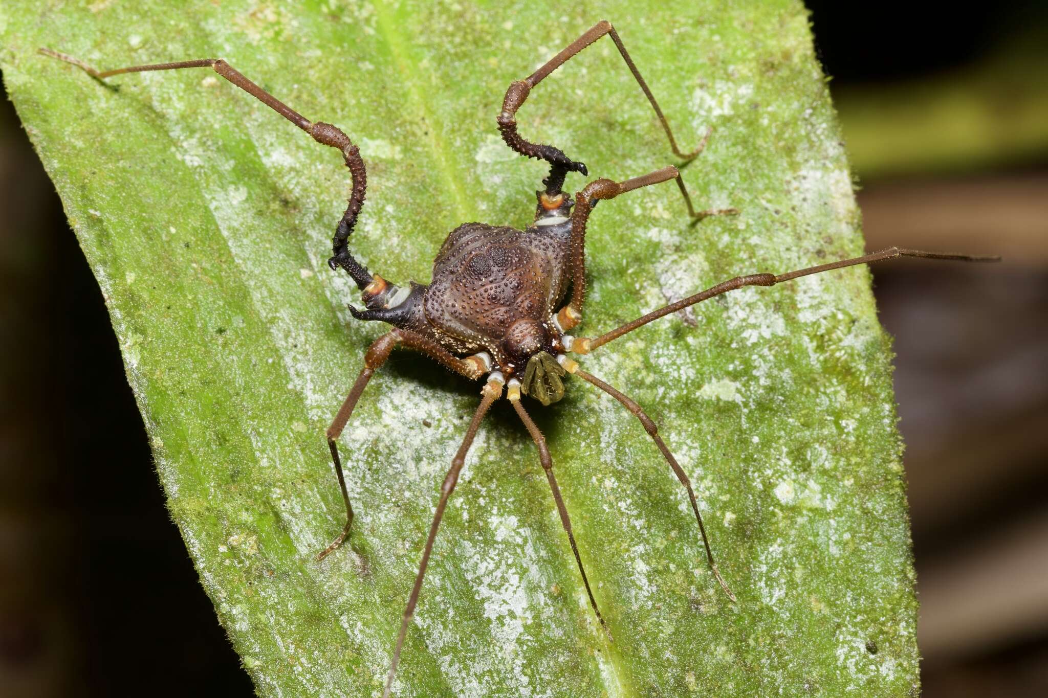 Image of Neosadocus bufo (Mello-Leitão 1923)