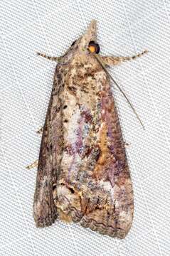 Image of Moth