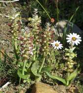 Image of Lachenalia longibracteata E. Phillips