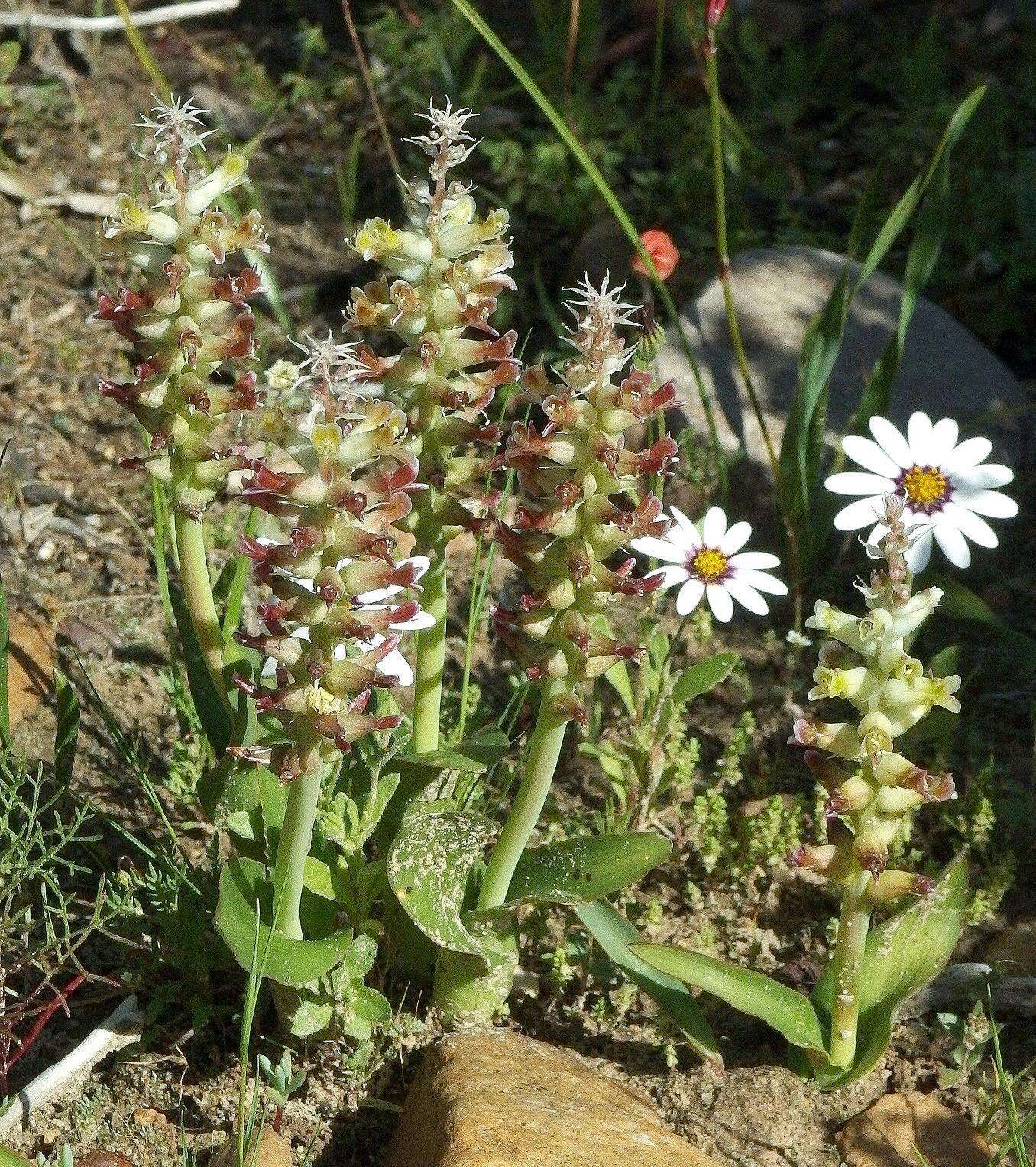 Image of Lachenalia longibracteata E. Phillips