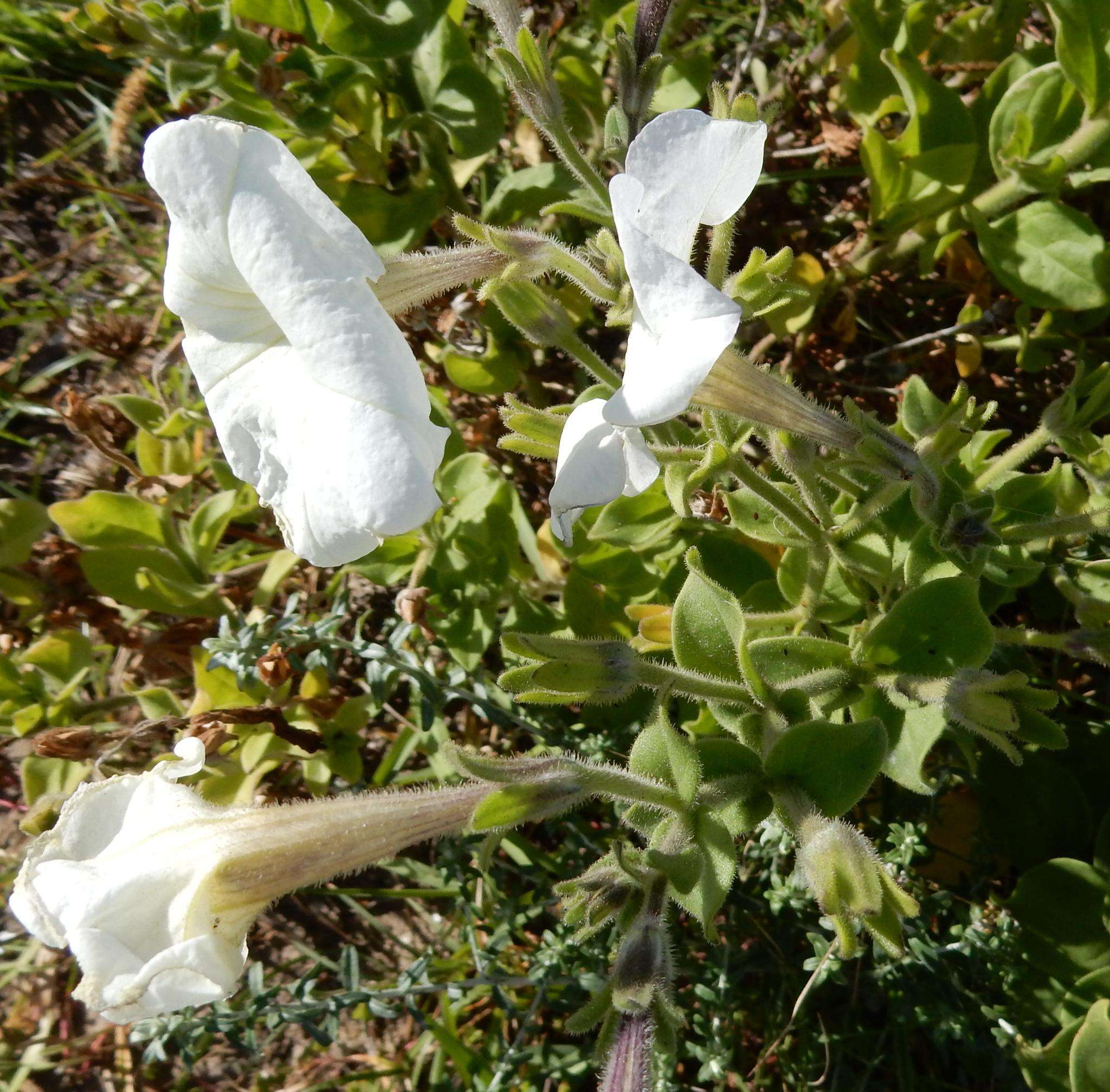 صورة Petunia axillaris (Lam.) Britton