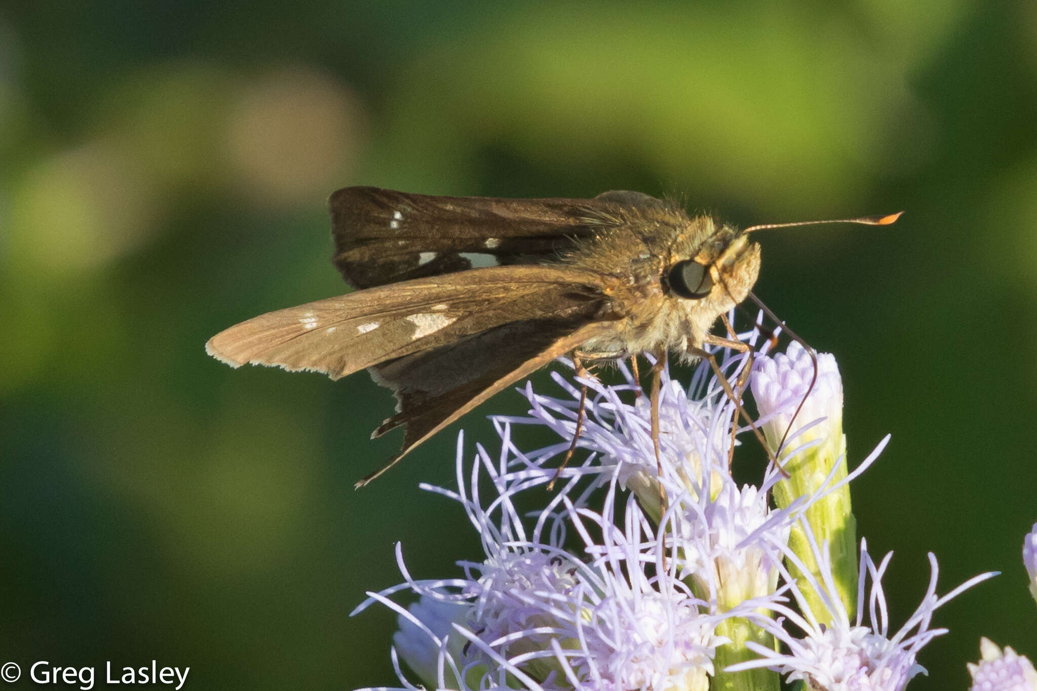 Image of Hecebolus skipper