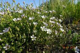 Plancia ëd Heterochroa desertorum Bunge