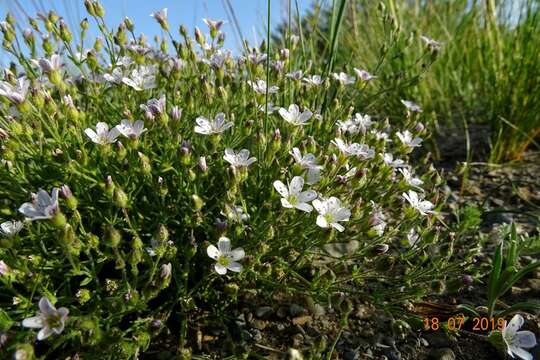 Imagem de Heterochroa desertorum Bunge