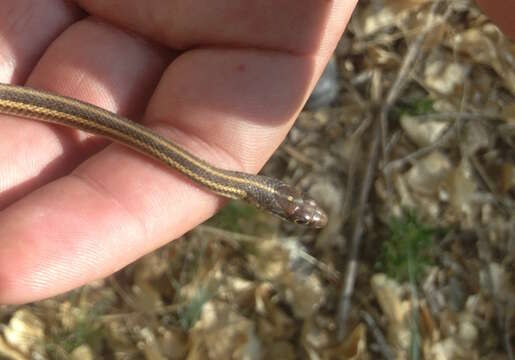 Image of Thamnophis proximus diabolicus Rossman 1963