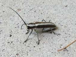 Image of Round-headed Apple Tree Borer