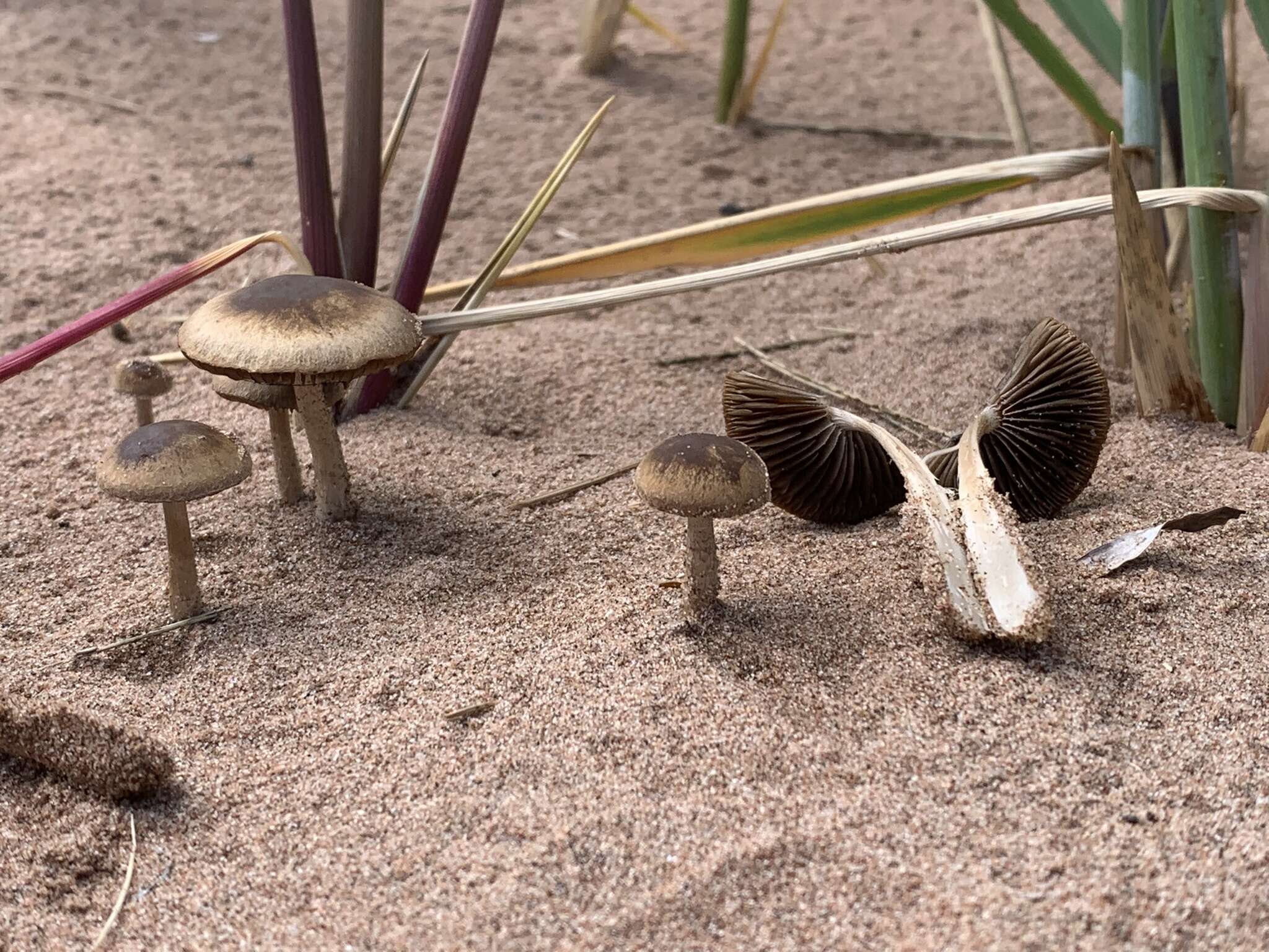 Image de Psathyrella arenulina (Peck) A. H. Sm. 1972