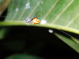 Image of Theridion quadratum (O. Pickard-Cambridge 1882)