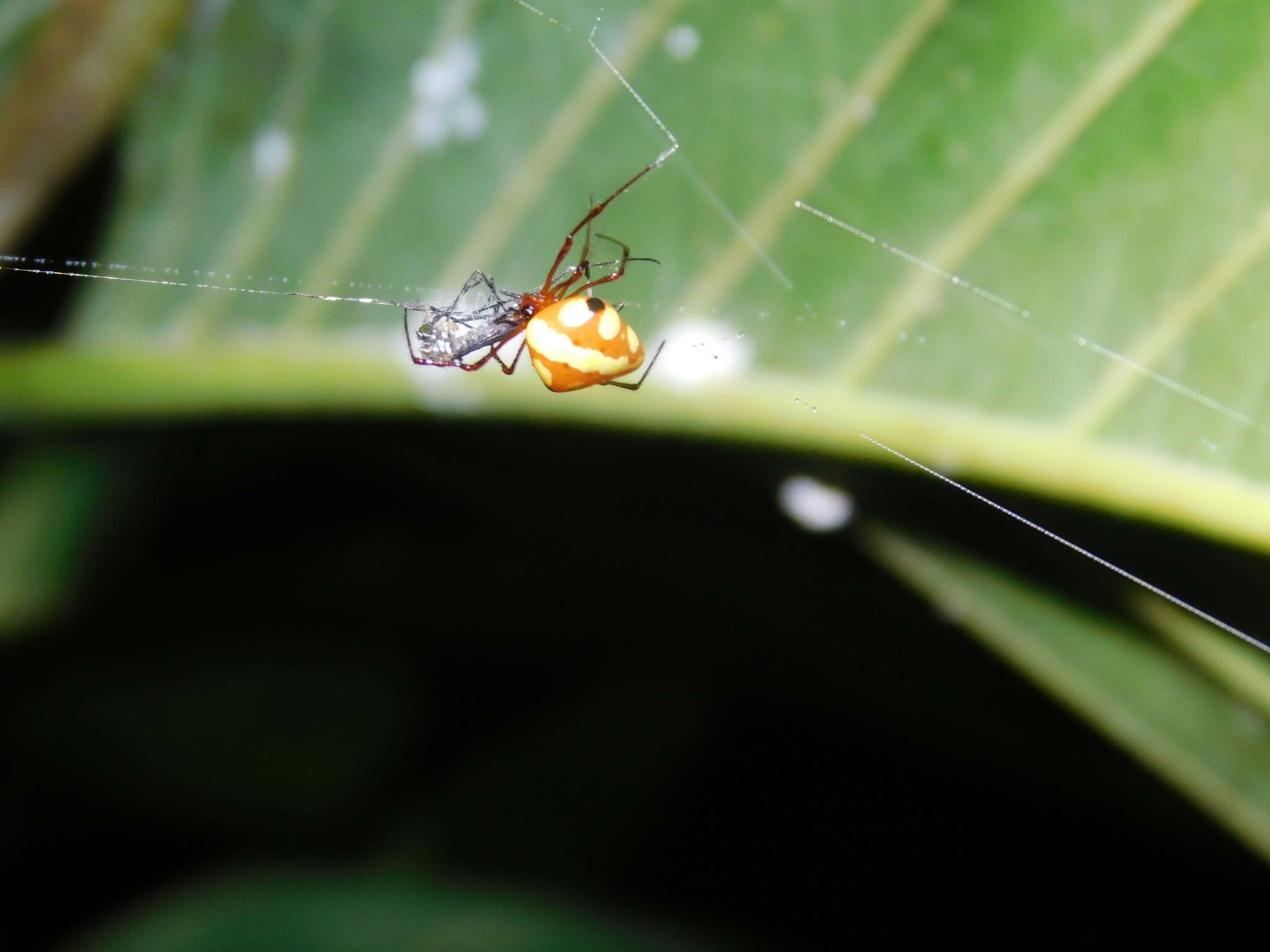 Image of Theridion quadratum (O. Pickard-Cambridge 1882)