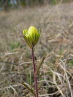 Слика од Castilleja kraliana J. R. Allison