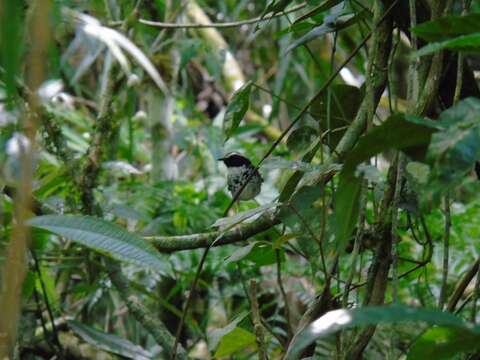 Image of White-bibbed Antbird