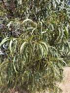 Image of Acacia harpophylla F. Muell. ex Benth.