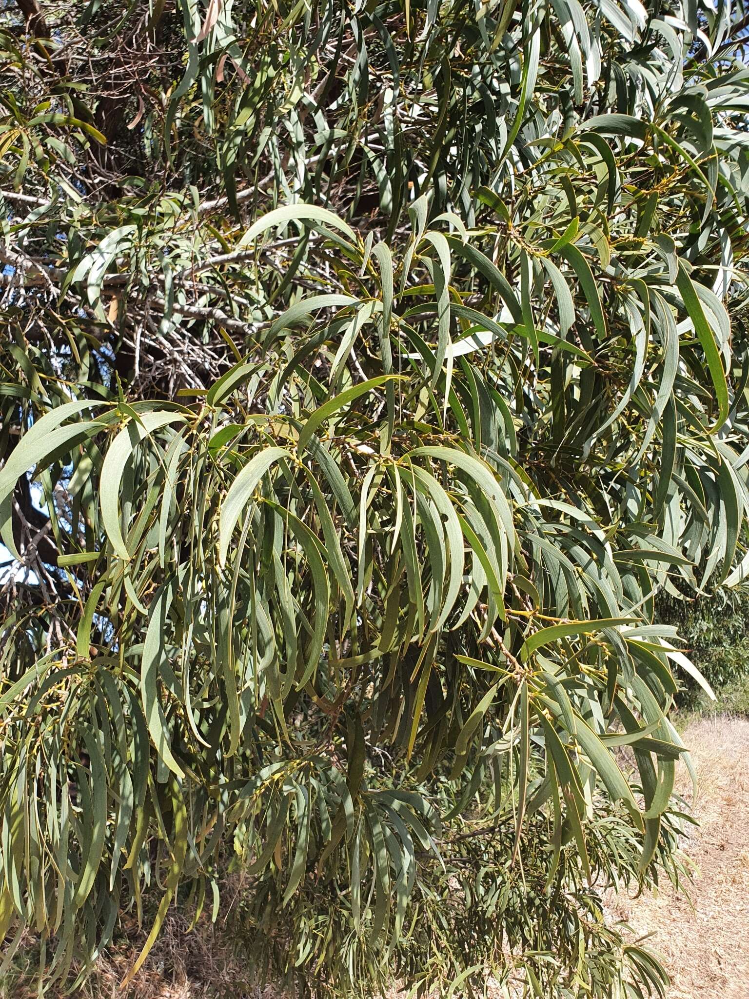 Image of Acacia harpophylla F. Muell. ex Benth.