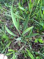 صورة Plantago sparsiflora Michx.