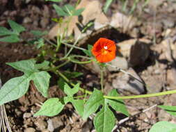 Слика од Ipomoea cristulata Hall. fil.