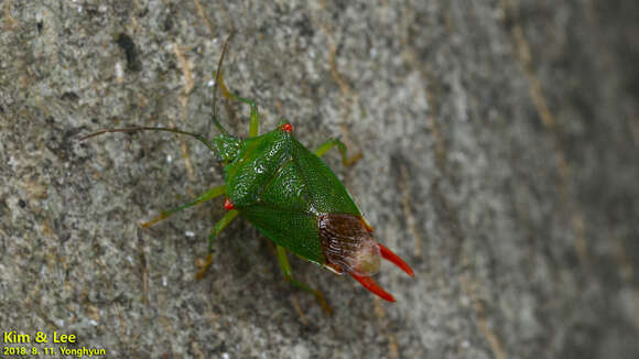 Image of Acanthosoma labiduroides Jakovlev 1880